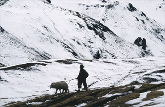 PERU, Cordillera Vilcanota, Young boy taking sheep to Pitumarca to sell in snow covered landscape.