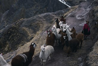 PERU, Cordillera Vilcanota, Shepherd family on long descent to Pitumarca to sell  their alpaca.