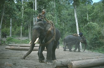 THAILAND, North, Working elephants clearing tropical hardwood forests.