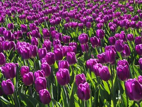 HOLLAND, North Holland, Egmond aan de Hoef, Purple Tulip flowers