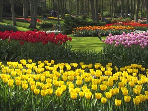 HOLLAND, South Holland, Keukenhof Gardens, Tulips by Queen Juliana Pavilion