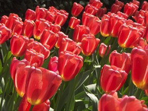 HOLLAND, South Holland, Keukenhof Gardens, "Tulips,  Ninja variety."