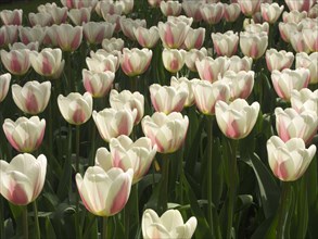 HOLLAND, South Holland, Keukenhof Gardens, "Tulips, Beau Monde variety"