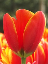 HOLLAND, South Holland, Keukenhof Gardens, Tulip close up of  World’s Favourite