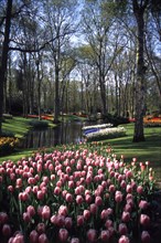 HOLLAND, South Holland, Keukenhof Gardens, Tulips by Queen Juliana Pavilion
