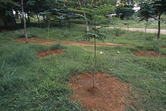 INDIA, Andhra Pradesh, Hyderabad, Trees planted in depression to harvest rainwater.