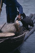 CHINA, Kwangsi Province, River Li, Fisherman retrieving caught fish from cormorant.