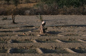20073141 SUDAN Kordofan Province El Bashin Oasis Man praying in irrigated vegetable plots in village threatened by encroaching desert.