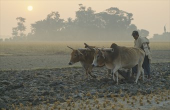 BANGLADESH, Hatiya, Farmer ploughing with pair of bullocks at dawn.