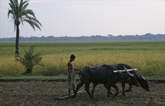 BANGLADESH, Char Kukri Mukri, Farmer ploughing with pair of bullocks at dawn.
