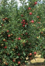 AUSTRALIA, Tasmania, Huonville, Apples growing in the Huon River orchard region south west of