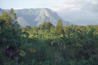 MALAWI, Mulanje, Mount Mulanje behind lush crops in an area of tea growing and subsistence farming.
