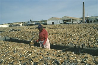 ANGOLA, Mocamedes, Woman sorting dried fish laid out on racks around her.