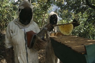 MALAWI, Faming, Bee keepers with locally made hives near Blantyre financed by micro credit scheme.