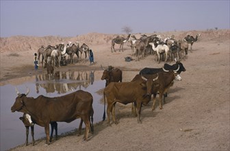 NIGER, Zinder, Camels and cattle at water hole.