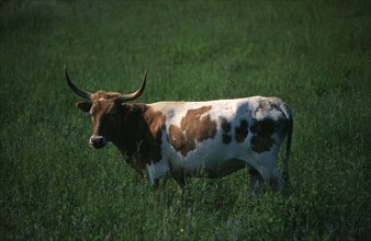 USA, North Carolina, Blue Ridge Parkway, A brown and white Longhorn cow in a meadow by the scenic