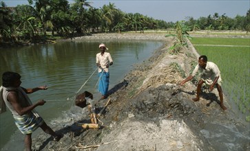 INDIA, West Bengal, Agriculture, Irrigating rice paddies.