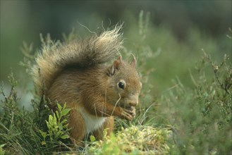 SCOTLAND, Glenfeshie, "Red Squirrel, Sciurus vulgaris.  Single animal on ground holding nut."