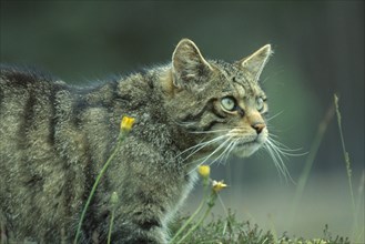SCOTLAND, Glenfeshie, "Scottish Wild Cat, Felis silvestris grampia.  Cropped shot of single animal