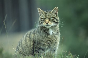 SCOTLAND, Glenfeshie, "Scottish Wild Cat, Felis silvestris grampia.  "