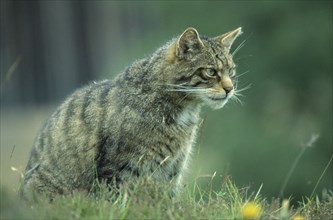 SCOTLAND, Glenfeshie, "Scottish Wild Cat, Felis silvestris grampia.  "