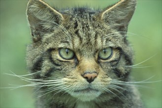 SCOTLAND, Glenfeshie, "Scottish Wild Cat, Felis silvestris grampia.  Close shot of full face."