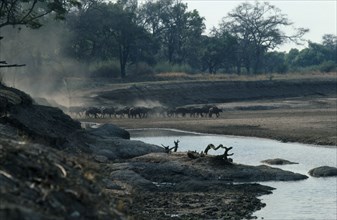 ZAMBIA, Luangwa Valley, Buffalo arriving at waterhole.