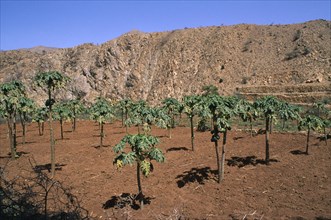 ERITREA, Hamasien Province, Farming, Eritrean People’s Liberation Front run papaya farm