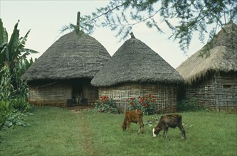 ETHIOPIA, Attat, Calves grazing outside thatched huts of village with children in doorway.