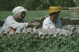 ETHIOPIA, Farming, Women working in plant nursery.