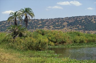 RWANDA, Akagera Nat. Park, Lake Ihema, Landscape with lakeside palms and vegetation and hillside
