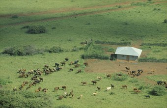 RWANDA, Farmland, Aerial view over Tutsi farmstead and longhorn cattle.