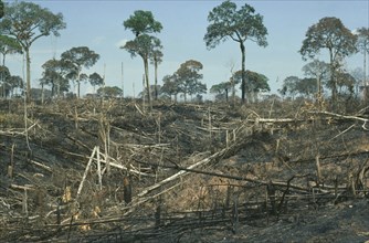 BRAZIL, Amazon, Acre, Brazil nut trees left after deforestation by slash and burn.