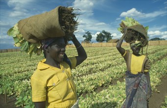 MALAWI, Farming, Women working on tobacco farm.