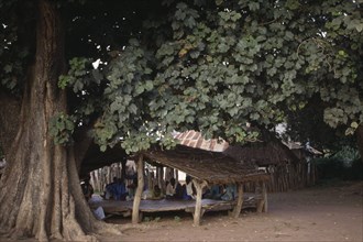 GAMBIA, People, Village histories told by story teller Griot under the biggest tree in the village.
