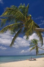 Dominican Republic, Landscape, Sandy beach with overhanging Palm trees with people on the sand and