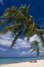 West Indies, Dominican Republic, Landscape, Beach with overhanging Palm tree