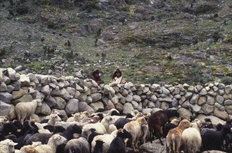 COLOMBIA, Santa Marta, Sierra Nevada , Two Ica Indian brothers overlooking sheep.