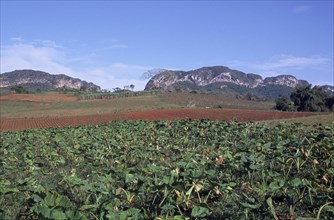 CUBA, Pinar del Rio, Vinales, "Tobacco field, with hills in background."