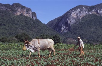 CUBA, Pinar del Rio, Vinales, "Farmer ploughing tobacco field with an ox, hills in back-ground."