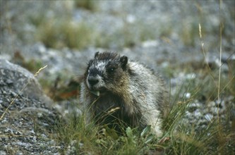 CANADA, Alberta, Jasper National Park, Hoary Marmot.  Single animal seen from front.