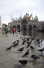 ITALY, Veneto, Venice, Aqua Alta High Water flooding in St Marks Square with pigeons and