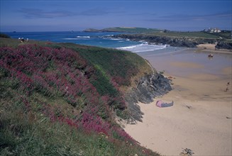 ENGLAND, Cornwall, Treyarvon Bay, Wild flowers on cliff top overlooking sandy beach and bay near