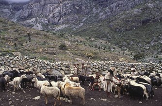 COLOMBIA, Santa Marta, Sierra Nevada , "Ica man feeding sheep with family looking on, next to a