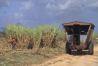 CUBA, Central, A wagon on the road and a man harvesting sugar cane using a machete.