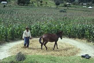 GUATEMALA, Highlands , Farmer using a horse to thresh straw.