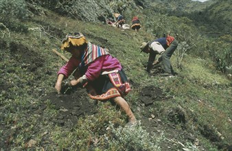 PERU, Cusco, Quishaurani, Local people planting trees on reforestation project.