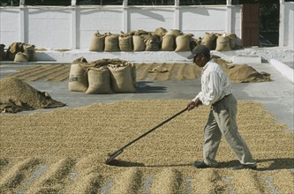 GUATEMALA, Antigua, "Man laying out coffee beans to dry in the sun, lots of full bags in the