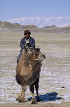 MONGOLIA, Hovd Province, People, Mongol nomad man returning to camp on camel.   Rtnd 2 VKB