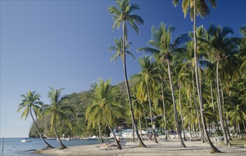 ST LUCIA, Marigot Bay, Sunbathers on stretch of sandy beach with palm trees to waters edge.